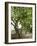 Olive Tree-Rogge & Jankovic-Framed Photographic Print