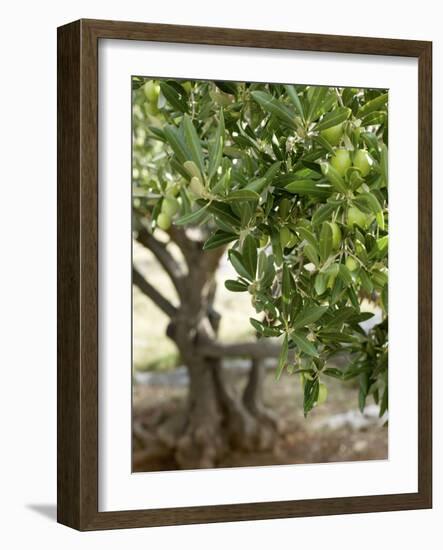 Olive Tree-Rogge & Jankovic-Framed Photographic Print