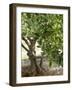 Olive Tree-Rogge & Jankovic-Framed Photographic Print