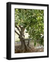 Olive Tree-Rogge & Jankovic-Framed Photographic Print