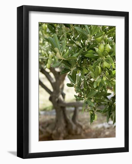 Olive Tree-Rogge & Jankovic-Framed Photographic Print