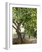 Olive Tree-Rogge & Jankovic-Framed Photographic Print