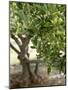 Olive Tree-Rogge & Jankovic-Mounted Photographic Print