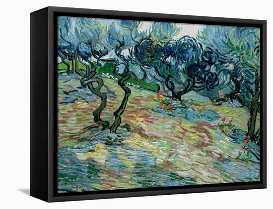 Olive Trees, 1889-Vincent van Gogh-Framed Stretched Canvas