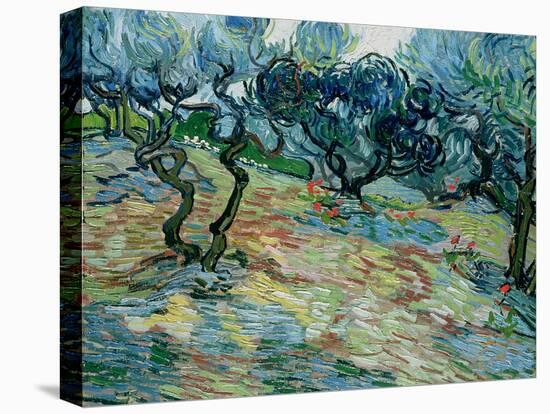 Olive Trees, 1889-Vincent van Gogh-Stretched Canvas