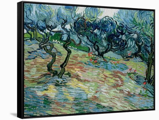 Olive Trees, 1889-Vincent van Gogh-Framed Stretched Canvas