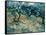 Olive Trees, 1889-Vincent van Gogh-Framed Stretched Canvas
