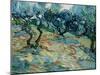 Olive Trees, 1889-Vincent van Gogh-Mounted Premium Giclee Print