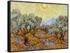 Olive Trees, 1889-Vincent van Gogh-Framed Stretched Canvas