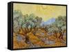 Olive Trees, 1889-Vincent van Gogh-Framed Stretched Canvas