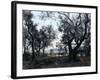 Olive Trees around Cap Martin, 1891-Emmanuel Lansyer-Framed Giclee Print