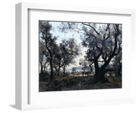 Olive Trees around Cap Martin, 1891-Emmanuel Lansyer-Framed Giclee Print