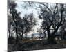 Olive Trees around Cap Martin, 1891-Emmanuel Lansyer-Mounted Giclee Print