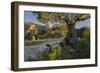 Olive Trees at Deia, Majorca, the Balearic Islands, Spain-Rainer Mirau-Framed Photographic Print