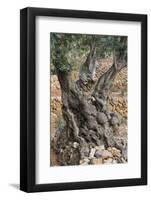 Olive Trees at Deia, Old, Gnarledly, Majorca, the Balearic Islands, Spain-Rainer Mirau-Framed Photographic Print