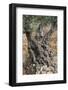 Olive Trees at Deia, Old, Gnarledly, Majorca, the Balearic Islands, Spain-Rainer Mirau-Framed Photographic Print