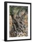 Olive Trees at Deia, Old, Gnarledly, Majorca, the Balearic Islands, Spain-Rainer Mirau-Framed Photographic Print
