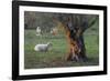 Olive Trees at Deia, Sheep, Majorca, the Balearic Islands, Spain-Rainer Mirau-Framed Photographic Print