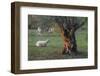 Olive Trees at Deia, Sheep, Majorca, the Balearic Islands, Spain-Rainer Mirau-Framed Photographic Print