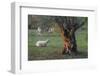 Olive Trees at Deia, Sheep, Majorca, the Balearic Islands, Spain-Rainer Mirau-Framed Photographic Print