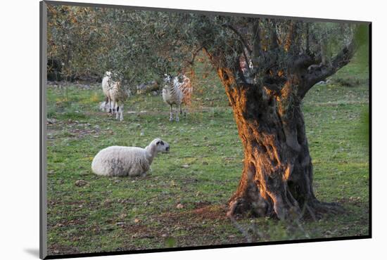 Olive Trees at Deia, Sheep, Majorca, the Balearic Islands, Spain-Rainer Mirau-Mounted Photographic Print