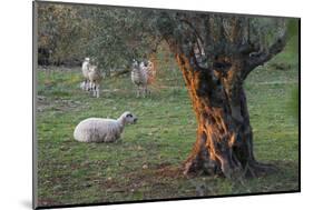 Olive Trees at Deia, Sheep, Majorca, the Balearic Islands, Spain-Rainer Mirau-Mounted Photographic Print