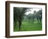 Olive Trees at St-Paul-de-Mausole Monastery, St. Remy De Provence, France-Lisa S. Engelbrecht-Framed Photographic Print