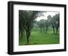 Olive Trees at St-Paul-de-Mausole Monastery, St. Remy De Provence, France-Lisa S. Engelbrecht-Framed Photographic Print