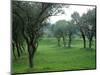 Olive Trees at St-Paul-de-Mausole Monastery, St. Remy De Provence, France-Lisa S. Engelbrecht-Mounted Photographic Print