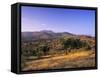 Olive Trees at Sunset, Ardales, Province Malaga, Andalusia, Spain, Europe-Markus Lange-Framed Stretched Canvas