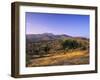 Olive Trees at Sunset, Ardales, Province Malaga, Andalusia, Spain, Europe-Markus Lange-Framed Photographic Print