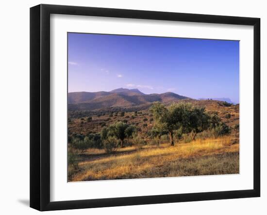 Olive Trees at Sunset, Ardales, Province Malaga, Andalusia, Spain, Europe-Markus Lange-Framed Photographic Print