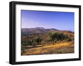 Olive Trees at Sunset, Ardales, Province Malaga, Andalusia, Spain, Europe-Markus Lange-Framed Photographic Print