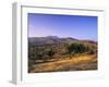 Olive Trees at Sunset, Ardales, Province Malaga, Andalusia, Spain, Europe-Markus Lange-Framed Photographic Print