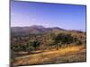 Olive Trees at Sunset, Ardales, Province Malaga, Andalusia, Spain, Europe-Markus Lange-Mounted Photographic Print