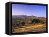 Olive Trees at Sunset, Ardales, Province Malaga, Andalusia, Spain, Europe-Markus Lange-Framed Stretched Canvas