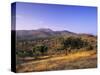 Olive Trees at Sunset, Ardales, Province Malaga, Andalusia, Spain, Europe-Markus Lange-Stretched Canvas