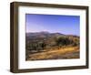 Olive Trees at Sunset, Ardales, Province Malaga, Andalusia, Spain, Europe-Markus Lange-Framed Photographic Print