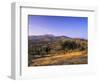 Olive Trees at Sunset, Ardales, Province Malaga, Andalusia, Spain, Europe-Markus Lange-Framed Photographic Print