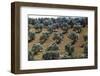 Olive Trees Casting Sharply Etched Shadows on Red Brown Earth Along Malaga Granada Road-Loomis Dean-Framed Premium Photographic Print