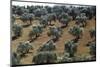 Olive Trees Casting Sharply Etched Shadows on Red Brown Earth Along Malaga Granada Road-Loomis Dean-Mounted Premium Photographic Print