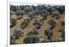 Olive Trees Casting Sharply Etched Shadows on Red Brown Earth Along Malaga Granada Road-Loomis Dean-Framed Premium Photographic Print