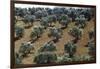 Olive Trees Casting Sharply Etched Shadows on Red Brown Earth Along Malaga Granada Road-Loomis Dean-Framed Premium Photographic Print