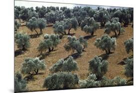 Olive Trees Casting Sharply Etched Shadows on Red Brown Earth Along Malaga Granada Road-Loomis Dean-Mounted Premium Photographic Print
