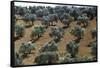 Olive Trees Casting Sharply Etched Shadows on Red Brown Earth Along Malaga Granada Road-Loomis Dean-Framed Stretched Canvas