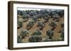 Olive Trees Casting Sharply Etched Shadows on Red Brown Earth Along Malaga Granada Road-Loomis Dean-Framed Photographic Print