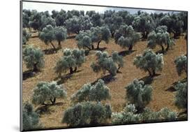 Olive Trees Casting Sharply Etched Shadows on Red Brown Earth Along Malaga Granada Road-Loomis Dean-Mounted Photographic Print