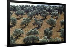 Olive Trees Casting Sharply Etched Shadows on Red Brown Earth Along Malaga Granada Road-Loomis Dean-Framed Photographic Print