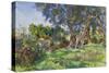 Olive Trees, Corfu-John Singer Sargent-Stretched Canvas