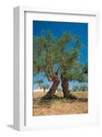 Olive Trees Djerba Tunisia-null-Framed Premium Giclee Print